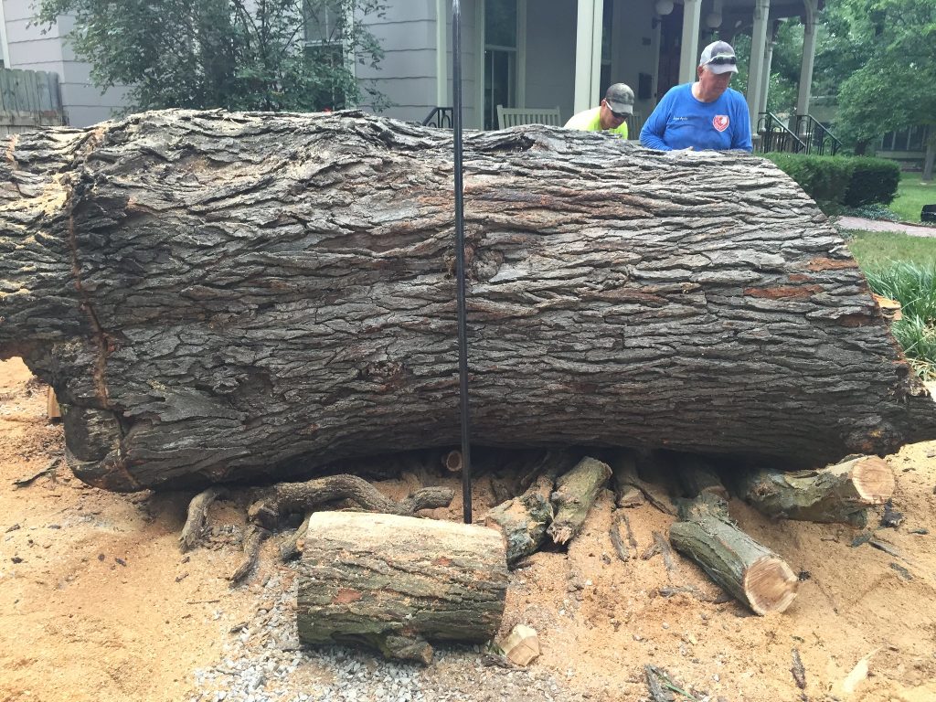 HAVA studios 200 Year Old Honey Locust Slab Color Detail